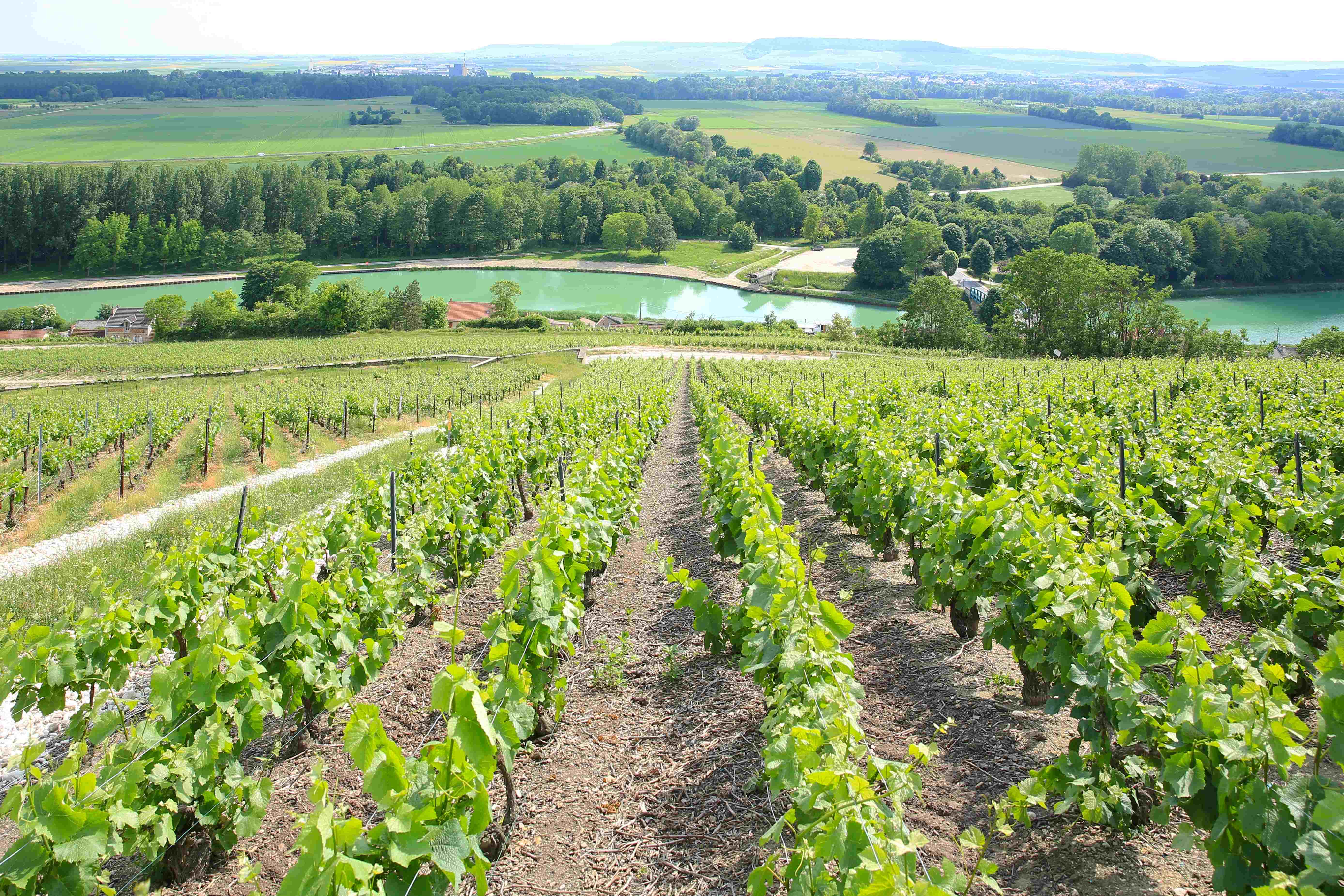Vinf�lt Epernay